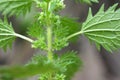 In nature grows stinging nettles Urtica urens