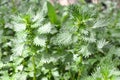 In nature grows stinging nettles Urtica urens Royalty Free Stock Photo