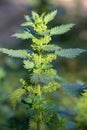 In nature grows stinging nettles (Urtica urens