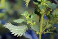 In nature grows stinging nettles (Urtica urens