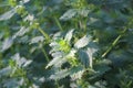 In nature grows stinging nettles (Urtica urens