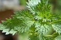 In nature grows stinging nettles (Urtica urens