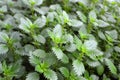 In nature grows stinging nettles (Urtica urens