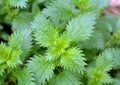 In nature grows stinging nettles (Urtica urens Royalty Free Stock Photo