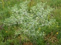 In nature grows thistle Eryngium campestre Royalty Free Stock Photo