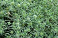 In nature grows thistle Eryngium campestre Royalty Free Stock Photo
