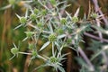 In nature grows thistle Eryngium campestre Royalty Free Stock Photo