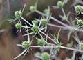 In nature grows thistle Eryngium campestre Royalty Free Stock Photo