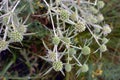 In nature grows thistle Eryngium campestre