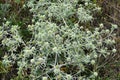 In nature grows thistle Eryngium campestre