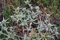 In nature grows thistle Eryngium campestre