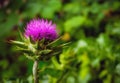 Nature growth thistle