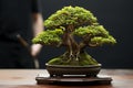 Nature in hand Japanese bonsai tree, a miniature arboreal wonder