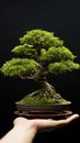 Nature in hand Japanese bonsai tree, a miniature arboreal wonder