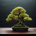 Nature in hand Japanese bonsai tree, a miniature arboreal wonder