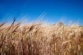 Nature, harvest and field of wheat with blue sky for farming, agriculture and crops in countryside. Farm landscape Royalty Free Stock Photo