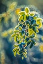 nature detail background of leaves covered with frost Royalty Free Stock Photo