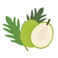 A nature Healthy organic breadfruit