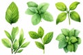 Fresh food herbal leaves healthy background green organic white ingredient herb Royalty Free Stock Photo