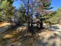 nature hiking trail mountain clearing walking path pine trees sunny day hike