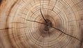 Nature history revealed through concentric tree rings on weathered wood generated by AI Royalty Free Stock Photo