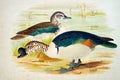 Nature History Vintage Painting NUKHTA or COMB DUCK