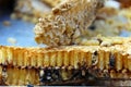 Nature honey comb