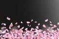 Pink falling sakura petals and flowers. Nature horizontal background Royalty Free Stock Photo