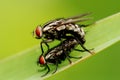 Nature housefly