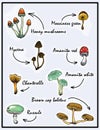 Nature illustration. Natural materials. Forest postcard. Assorted mushrooms. Edible and poisonous mushrooms.