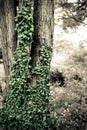 Trees with creeping ivy Royalty Free Stock Photo