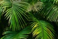 Nature image of green leaves of Palm tree Royalty Free Stock Photo