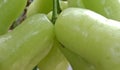 Nature image. Group of rose apples with an ant in nature frame