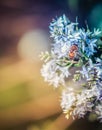 Nature image of a honey bee feeding on hebe flower nectar Royalty Free Stock Photo