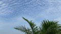 Nature image. Natural view. The green leaves of the coconut with a background are the beautiful foggy, blue sky