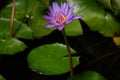 Nature image purple thai flower background