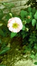 Nature image.Rose flower Royalty Free Stock Photo