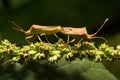 Nature image showing details of insect life: closeup / macro of Royalty Free Stock Photo