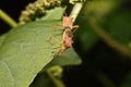 Nature image showing details of insect life: closeup / macro of Royalty Free Stock Photo