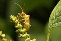 Nature image showing details of insect life: closeup / macro of Royalty Free Stock Photo