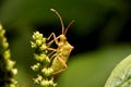 Nature image showing details of insect life: closeup / macro of Royalty Free Stock Photo