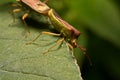 Nature image showing details of insect life: closeup / macro of Royalty Free Stock Photo