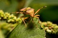 Nature image showing details of insect life: closeup / macro of Royalty Free Stock Photo