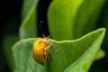 Nature image showing details of insect life: closeup / macro of Royalty Free Stock Photo