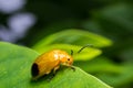 Nature image showing details of insect life: closeup / macro of Royalty Free Stock Photo