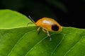 Nature image showing details of insect life: closeup / macro of Royalty Free Stock Photo