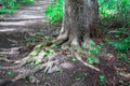 Nature image tree in forest with roots