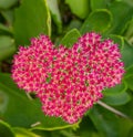 Nature imitating art. Pink Sedum stonecrop flower in the shape of a heart.