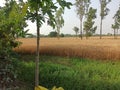 The Nature of Indian agricultre