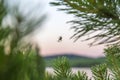 Nature, insect arthropod. The spider sits on a woven web on pine branches in the early morning Royalty Free Stock Photo